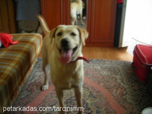 Tarçın Dişi Labrador Retriever