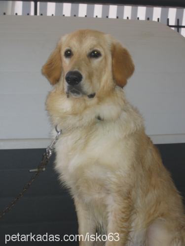 karamel Dişi Golden Retriever