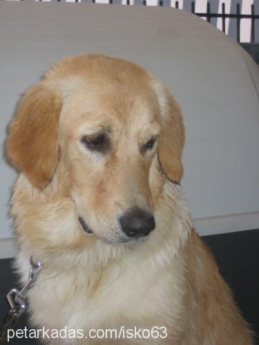 karamel Dişi Golden Retriever