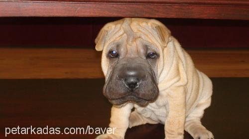 julyen Dişi Çin Shar-Pei