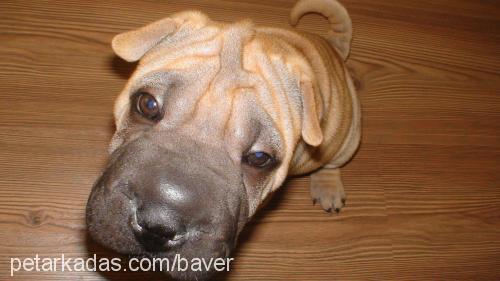 julyen Dişi Çin Shar-Pei