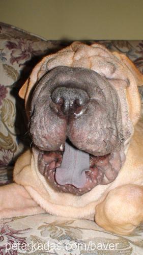 julyen Dişi Çin Shar-Pei