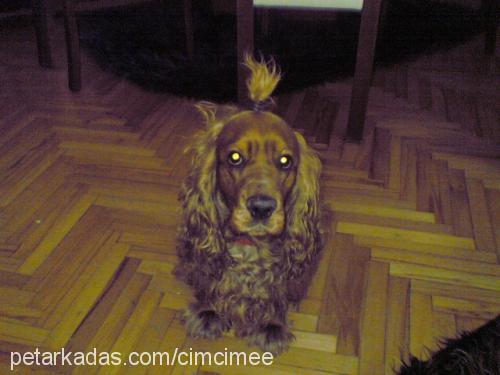 cimcime Dişi Amerikan Cocker Spaniel