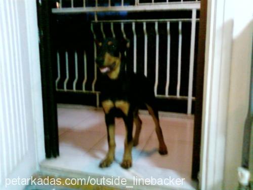 RU Dişi Doberman Pinscher