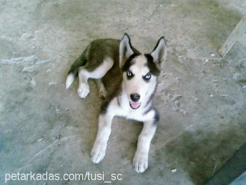 tusi Dişi Sibirya Kurdu (Husky)