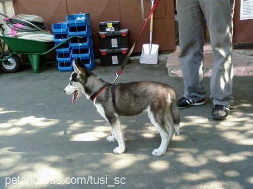 tusi Dişi Sibirya Kurdu (Husky)