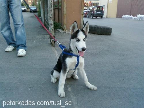 tusi Dişi Sibirya Kurdu (Husky)