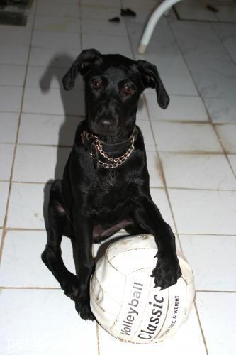 asil Erkek Labrador Retriever