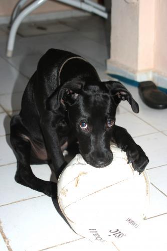 asil Erkek Labrador Retriever