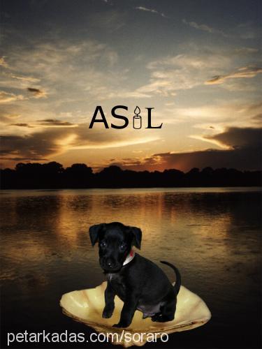 asil Erkek Labrador Retriever