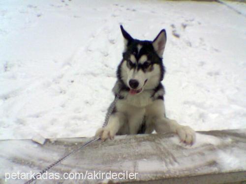 haşmet Erkek Sibirya Kurdu (Husky)