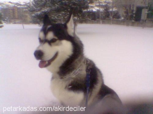 haşmet Erkek Sibirya Kurdu (Husky)