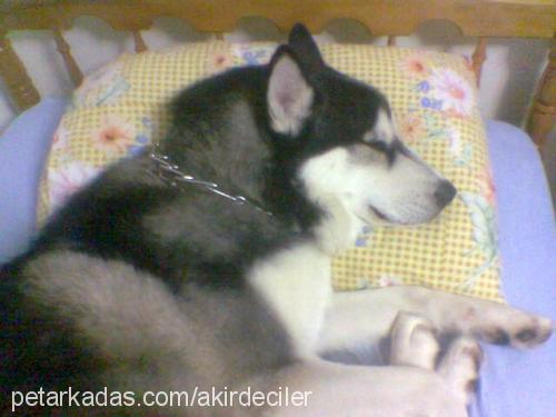 haşmet Erkek Sibirya Kurdu (Husky)