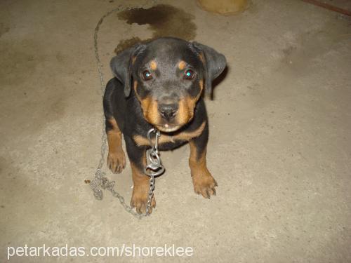 afrodit Dişi Rottweiler