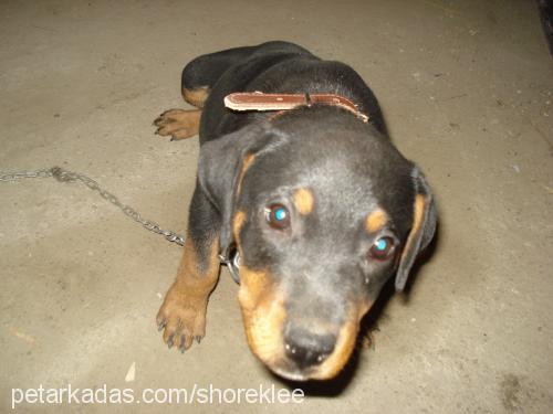 afrodit Dişi Rottweiler