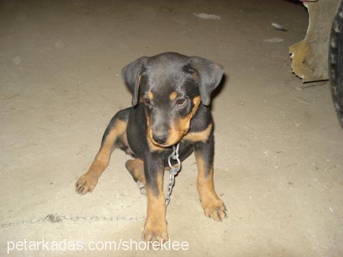 afrodit Dişi Rottweiler