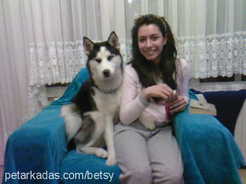 betsy Dişi Sibirya Kurdu (Husky)