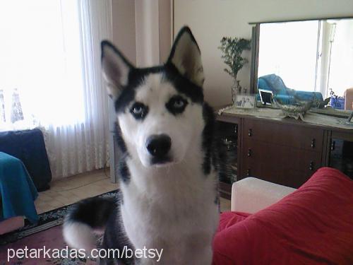 betsy Dişi Sibirya Kurdu (Husky)