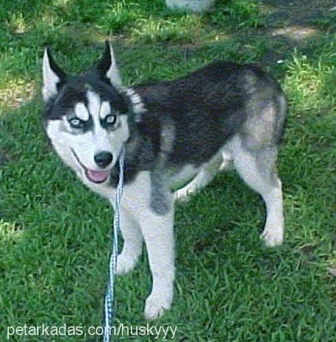 kiba Erkek Sibirya Kurdu (Husky)