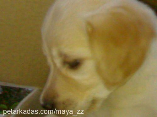 Maya Dişi Golden Retriever