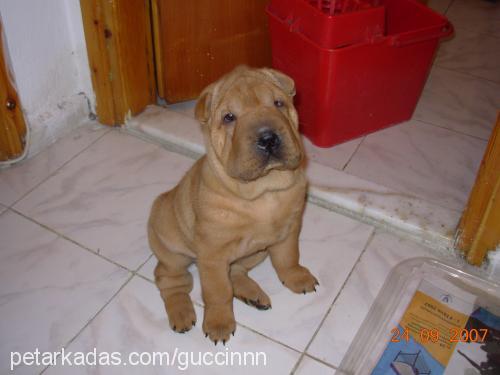 honey Dişi Çin Shar-Pei