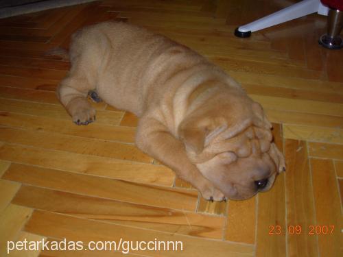 honey Dişi Çin Shar-Pei