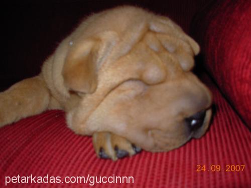 honey Dişi Çin Shar-Pei