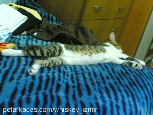 whiskey Erkek Tekir Kedi