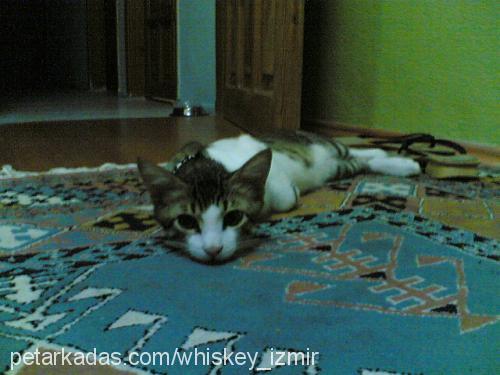 whiskey Erkek Tekir Kedi