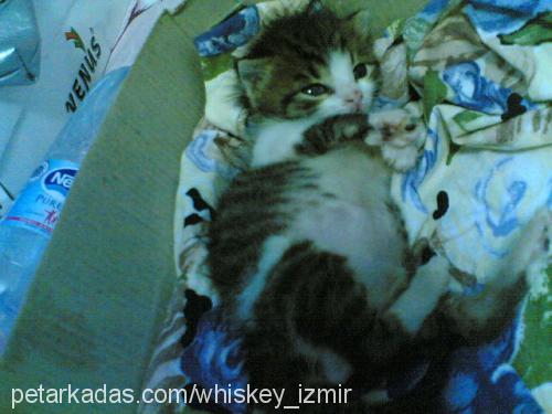 whiskey Erkek Tekir Kedi