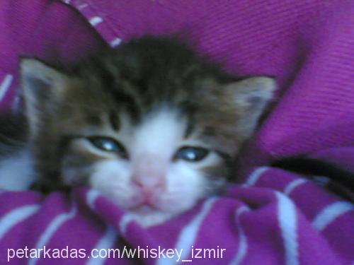 whiskey Erkek Tekir Kedi