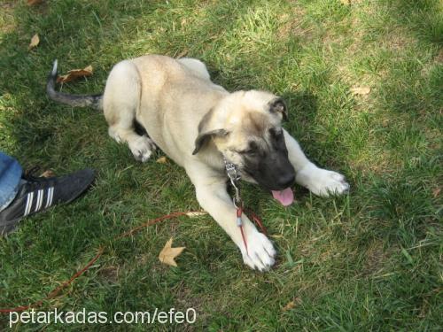 EFE  > (70\'LİK Erkek Kangal