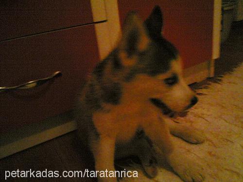 tara Dişi Sibirya Kurdu (Husky)