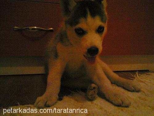 tara Dişi Sibirya Kurdu (Husky)