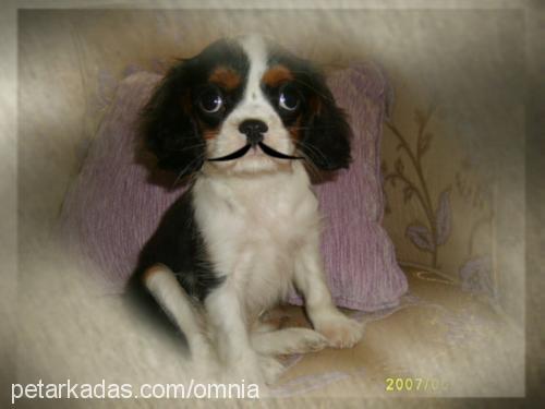 rİsus Erkek Cavalier King Charles Spanieli