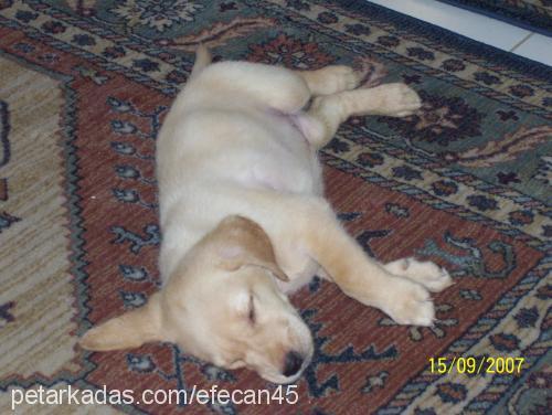 Lady Dişi Labrador Retriever