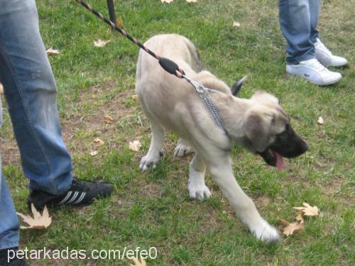 EFE  > (70\'LİK Erkek Kangal