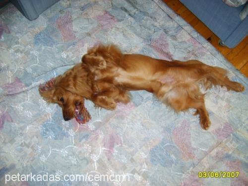 berdush Erkek İngiliz Cocker Spaniel