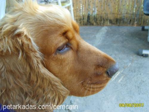 berdush Erkek İngiliz Cocker Spaniel