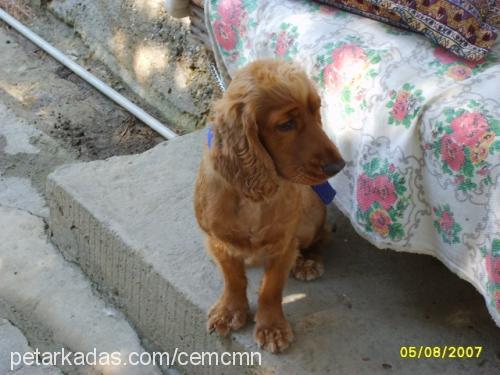 berdush Erkek İngiliz Cocker Spaniel