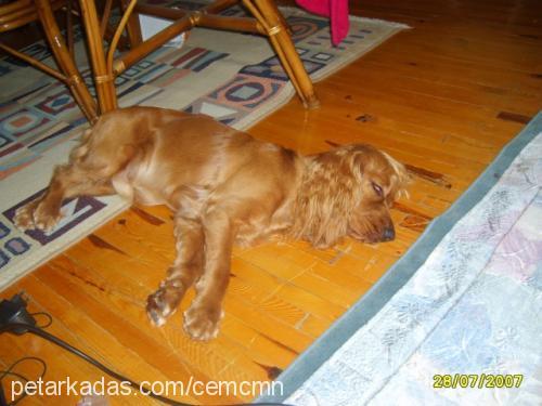 berdush Erkek İngiliz Cocker Spaniel