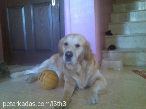 Zek Erkek Golden Retriever