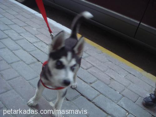 maviş Dişi Sibirya Kurdu (Husky)