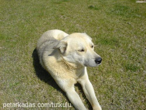 oralet Erkek Sibirya Kurdu (Husky)