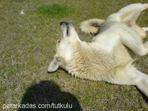 oralet Erkek Sibirya Kurdu (Husky)