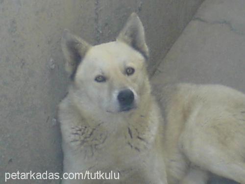 oralet Erkek Sibirya Kurdu (Husky)