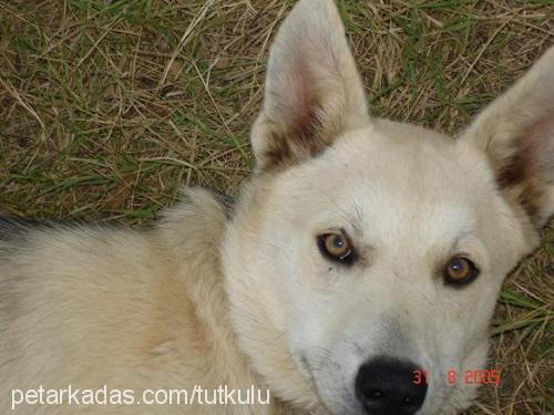 oralet Erkek Sibirya Kurdu (Husky)