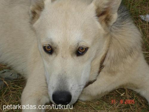 oralet Erkek Sibirya Kurdu (Husky)