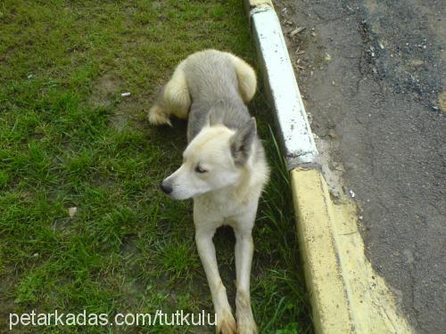 oralet Erkek Sibirya Kurdu (Husky)