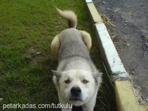 oralet Erkek Sibirya Kurdu (Husky)